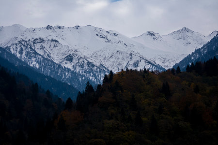 Mountains covered with snow and coniferous forest in autumn.の写真素材