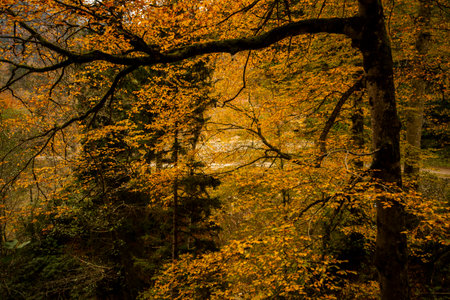 Autumn forest with yellow leaves on the trees. Autumn landscape.