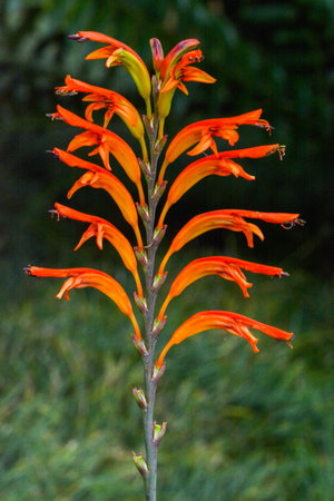 Beautiful orange aloe flowers in the garden, stock photo imageの写真素材