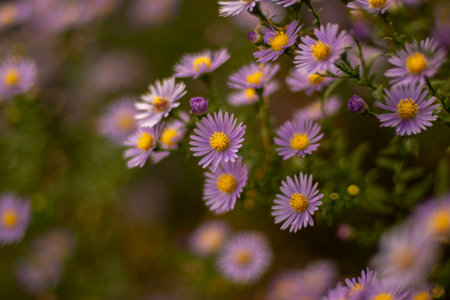 Purple flowers of asters in the garden. Selective focus.の写真素材