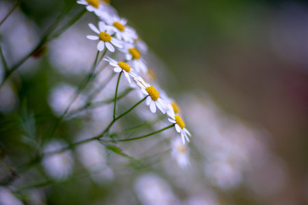 Camomile flowers on a green background. Shallow depth of field.の写真素材