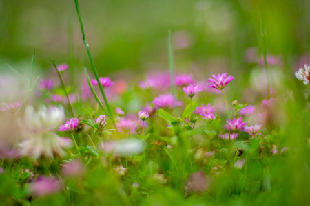 Flowering meadow with pink daisies and green grassの写真素材