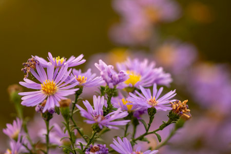 purple daisies in the garden, shallow depth of field