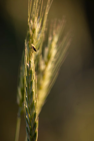 spikelets of wheat on a background of the evening sun.の写真素材