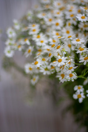 Chamomile flowers in a vase on the windowsillの写真素材