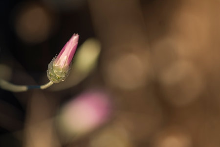 Close up of a pink magnolia flower on a blurry background.の写真素材