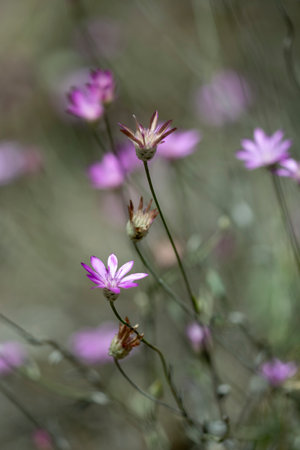 Purple flowers on a background of green grass. Shallow depth of field.