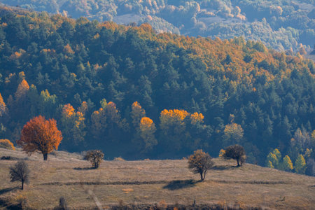 Autumn landscape with colorful trees on the hillside in the morningの写真素材