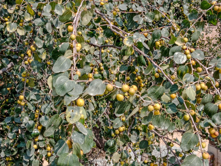 Healthy organic green jujube tree with fruit close up and side viewの写真素材