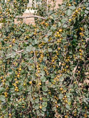 Healthy organic green jujube tree with fruit close up and side viewの写真素材