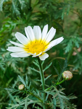 A beautiful daisy and camomile flower plant side view closeup detailsの写真素材