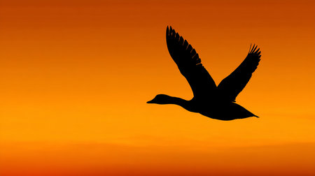 Silhouette of a goose flying in the sunset sky background.の素材