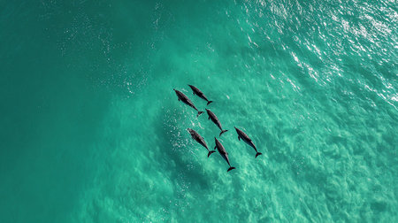 Aerial view of a group of dolphins swimming in the ocean.の素材