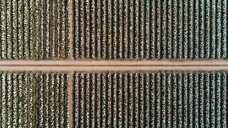 Aerial view of rows of sugarcane plantations in South Australiaの素材
