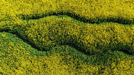 Aerial view of a yellow rapeseed field in springtime.の素材
