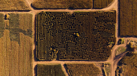 Aerial view of a maze in the middle of a wheat fieldの素材