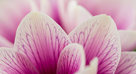 Close up of pink and white tulip petals, soft focusの素材