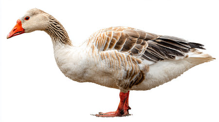 goose isolated on a white background. close-up, isolateの素材