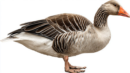 Goose isolated on white background, closeup of head and neckの素材