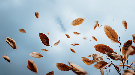 Fallen leaves on blue sky background. Autumn concept. Selective focus.の素材
