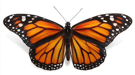 Butterfly isolated on white background. Clipping path included.の素材