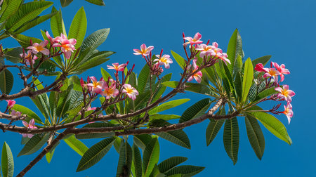 Plumeria flowers on tree with blue sky background, Thailand.の素材