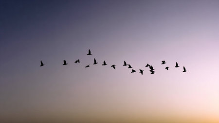 Silhouette of a flock of flying geese at sunset.の素材