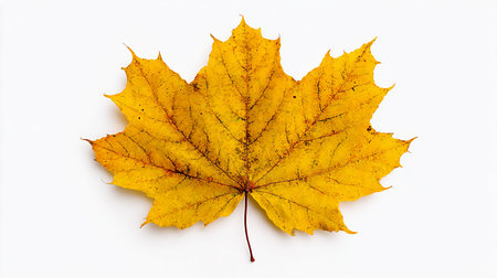 Autumn maple leaf isolated on white background. Flat lay, top view.の素材