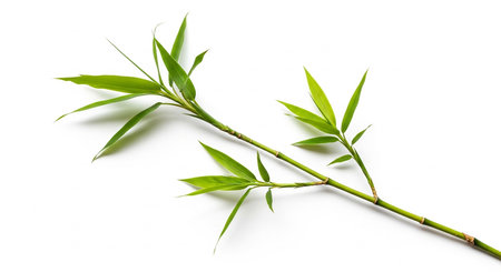 Bamboo leaves isolated on white background, clipping path included for easy isolation.の素材