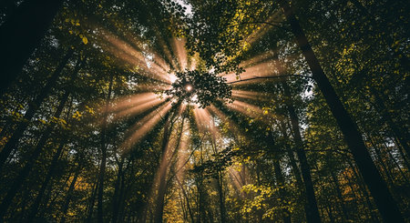 Sunbeams through the branches of trees in the autumn forest.の素材