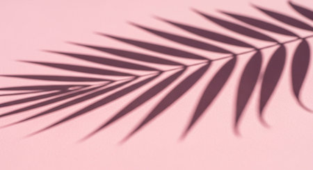 Shadow of a palm leaf on a pink background. Close-up.の素材