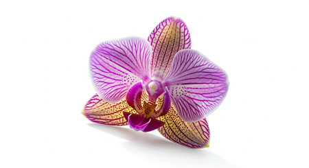 Purple orchid flower isolated on white background with clipping path.の素材
