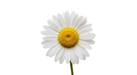 Beautiful white daisy flower isolated on white background with clipping pathの素材