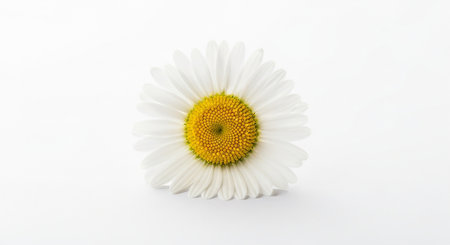 Daisy flower isolated on white background. Chamomile flower.の素材