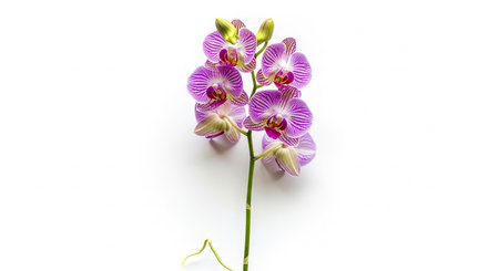 Purple orchids isolated on white background. Top view.の素材