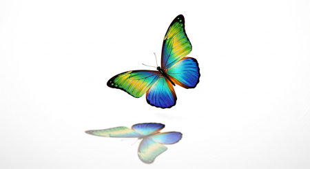 Colorful butterfly isolated on white background with reflection and space for textの素材