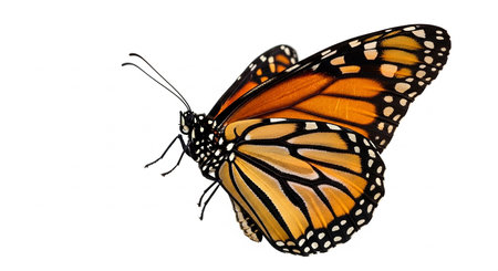 Monarch butterfly isolated on white background. (Danaus plexippus)の素材