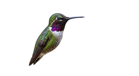 Ruby-throated Hummingbird (archilochus colubris) isolated on white backgroundの素材