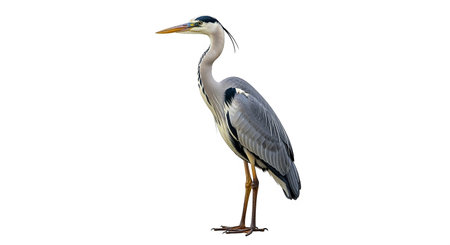 Grey heron isolated on a white background, clipping path included.の素材