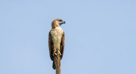 Red-tailed hawk (Haliaeetus leucocephalus)の素材