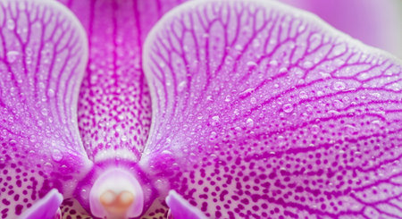 Close up of orchid flower with water droplets on petalsの素材