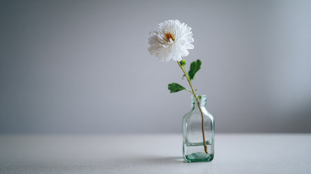 White chrysanthemum in a glass vase on a white backgroundの素材
