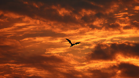 Bird flying in the sky with orange clouds at sunset or sunrise.の素材