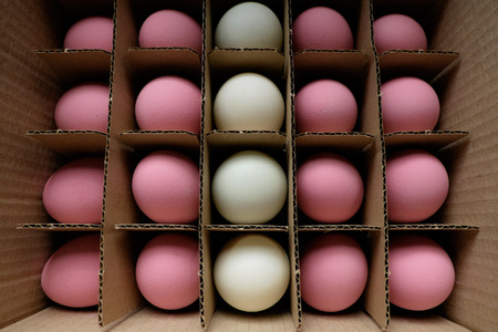 The eggs is common ingredient food and high protein.の写真素材