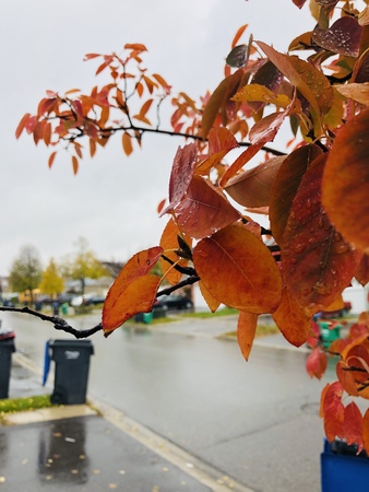 Maple Leaves