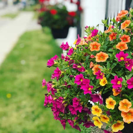 Flowersの写真素材