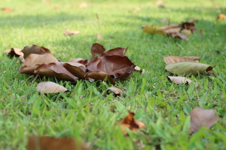Dry oak leaves on the ground in a beautiful autumn forestの写真素材