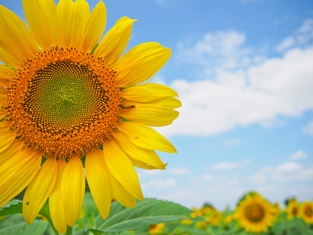Sunflower in garden with sky background. Sunflower garden during the daytime with sun lightの写真素材