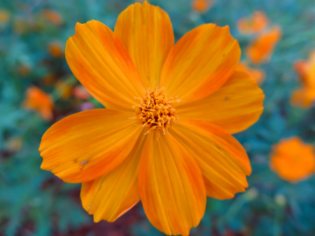 Beautiful Colorful flowers background