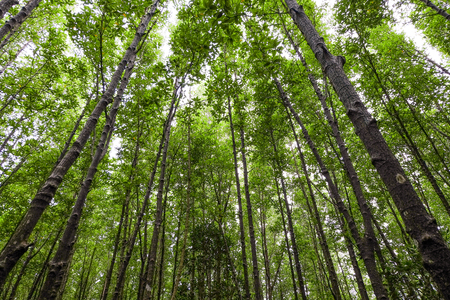 The green tree of tall in a forest